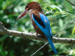 Halcyon smyrnensis