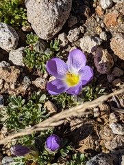 Nototriche phyllanthos