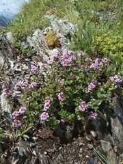 Thymus nummularius
