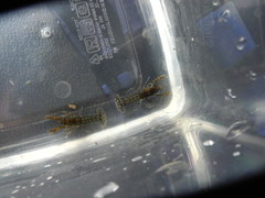 Cambarellus diminutus