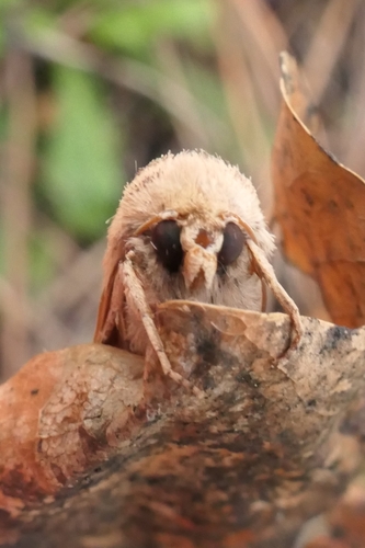 Photo of Sugar Cane Armyworm (Leucania stenographa)