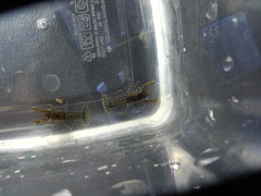 Cambarellus diminutus