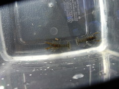 Cambarellus diminutus