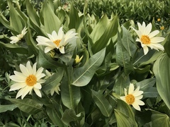 Wyethia helianthoides