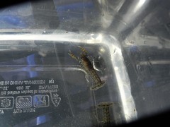 Cambarellus diminutus