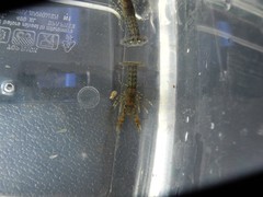 Cambarellus diminutus