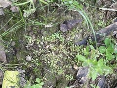 Callitriche terrestris