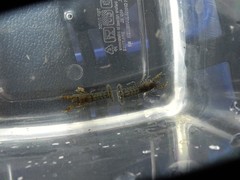 Cambarellus diminutus