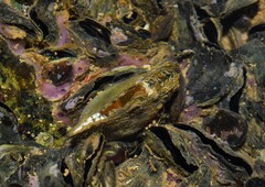 Pinctada imbricata