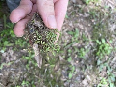 Callitriche terrestris