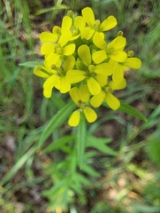 Erysimum hieraciifolium