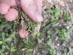 Callitriche terrestris