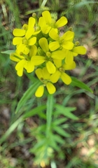 Erysimum hieraciifolium