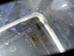 Cambarellus diminutus