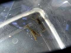 Cambarellus diminutus