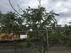 Ailanthus altissima