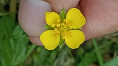 Potentilla anglica