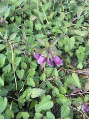 Campanula punctata