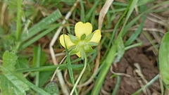 Potentilla anglica