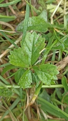 Potentilla anglica