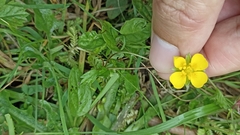 Potentilla anglica