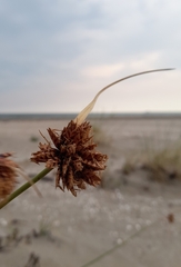 Cyperus capitatus