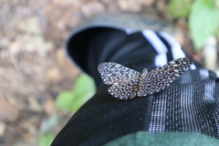 Hamadryas belladonna