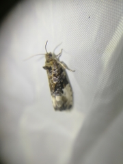 Apotomis sororculana