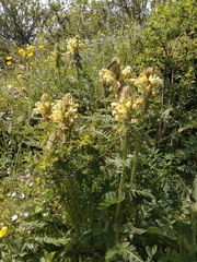 Pedicularis daghestanica
