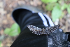 Hamadryas belladonna