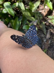 Hamadryas belladonna