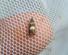 Dichrorampha sequana