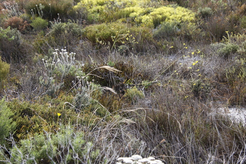 Othonna quinquedentata