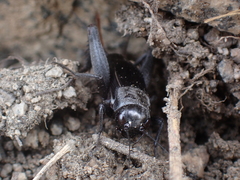Gryllus saxatilis
