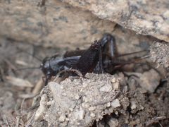 Gryllus saxatilis