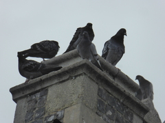 Columba livia domestica
