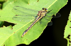 Arigomphus