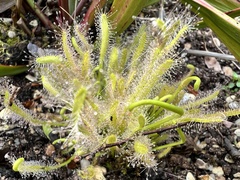 Drosera