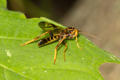 Ibaliidae