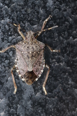 Halyomorpha halys