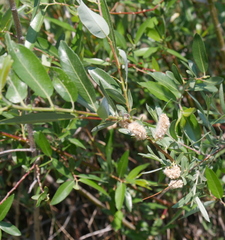 Salix monticola