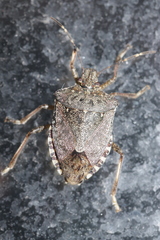 Halyomorpha halys