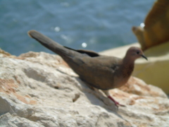 Streptopelia senegalensis
