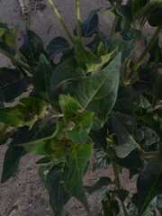 Mirabilis longiflora