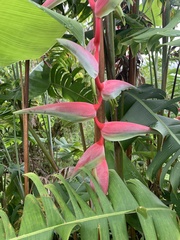 Heliconia chartacea