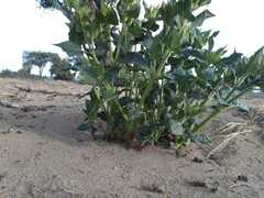 Mirabilis longiflora