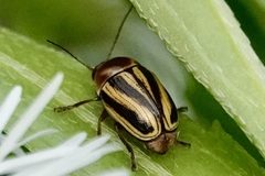 Cryptocephalus venustus