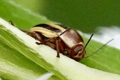 Cryptocephalus venustus