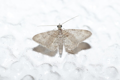 Gymnoscelis rufifasciata