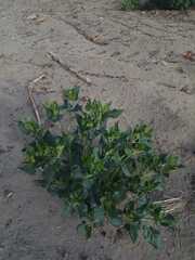 Mirabilis longiflora